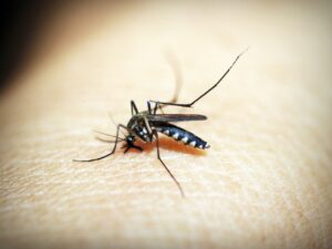Insektsbett eller stick